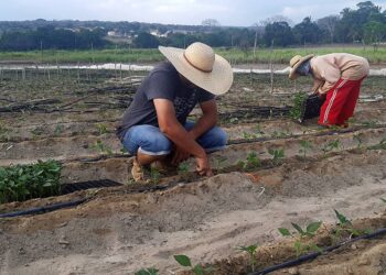 Pequenos produtores abandonam atividade no interior do RN e reduzem base produtiva local