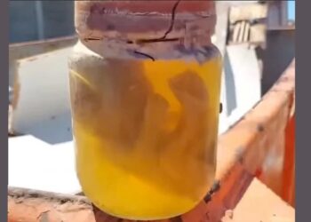 Feto é encontrado em caçamba de lixo em Mãe Luíza