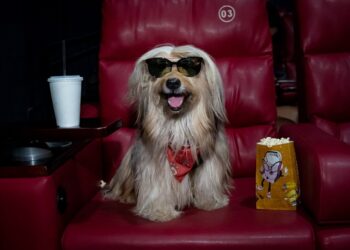 CINEPET realiza a 1ª edição de 2026 , neste domingo (29), no Moviecom Praia Shopping