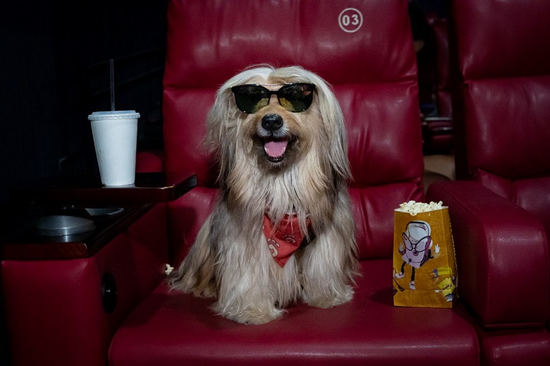 CINEPET realiza a 1ª edição de 2026 , neste domingo (29), no Moviecom Praia Shopping