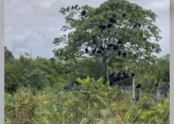 Corpo é encontrado sendo devorado por urubus em São José do Mipibú