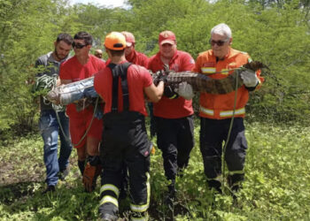 Jacaré de quase 3 metros é capturado na zona rural de Janduís, no RN