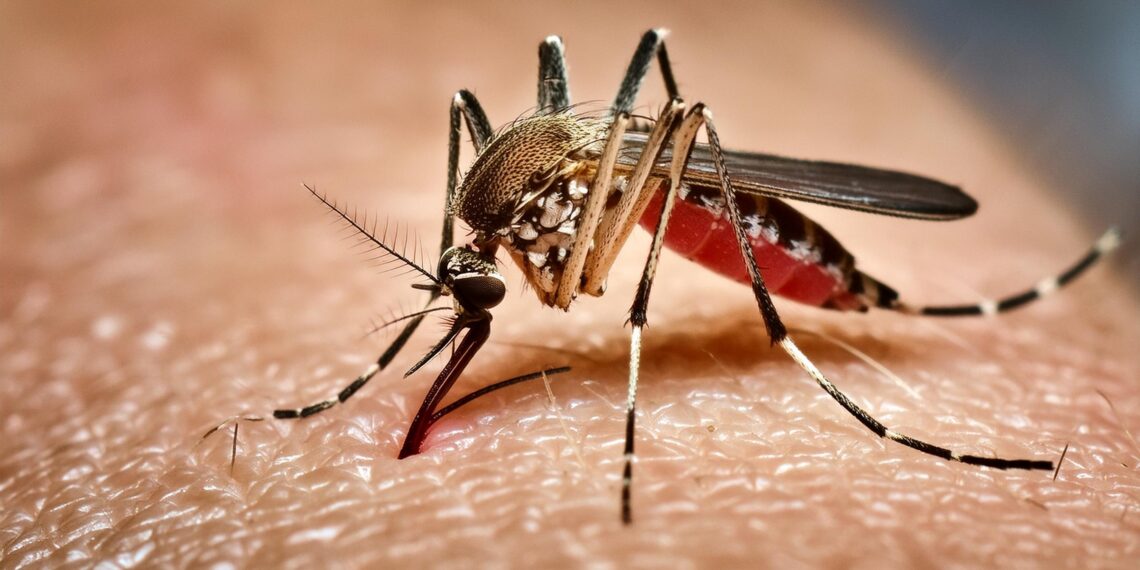 SUS passa a oferecer teste rápido para dengue e altera estratégia de diagnóstico no país