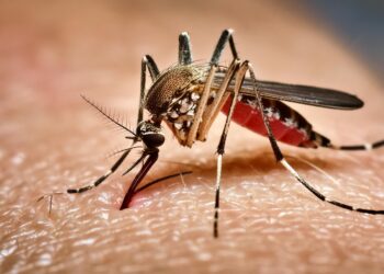 SUS passa a oferecer teste rápido para dengue e altera estratégia de diagnóstico no país