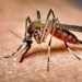 SUS passa a oferecer teste rápido para dengue e altera estratégia de diagnóstico no país