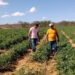 Reforma agrária atendeu mais de 11 mil famílias no RN em 2025