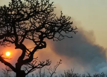 Seguro rural encolhe e expõe produtores do semiárido potiguar ao risco climático