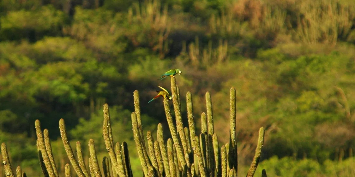 RN cria maior área protegida da Caatinga e amplia controle sobre uso do território