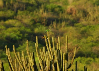 RN cria maior área protegida da Caatinga e amplia controle sobre uso do território