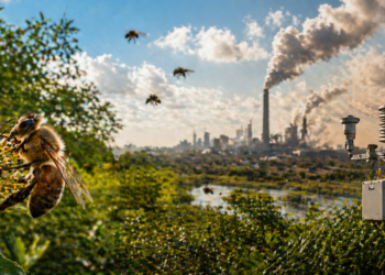 Novas regras ambientais no RN ligam proteção às abelhas ao controle do ar — e ampliam poder do licenciamento