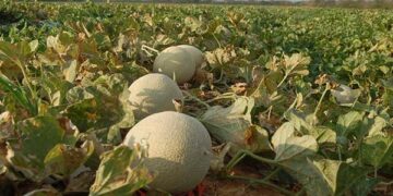 Mossoró recebe Fórum de Negócios da Fruticultura e Workshop sobre Moscas-das-Frutas em junho