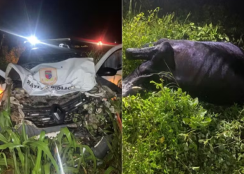 [VÍDEO] Viatura da PM sai da pista após atingir vaca na BR-405 no RN