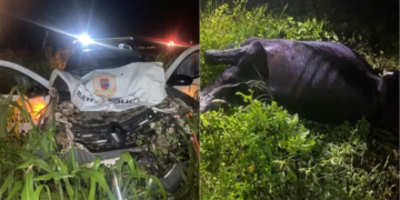 [VÍDEO] Viatura da PM sai da pista após atingir vaca na BR-405 no RN