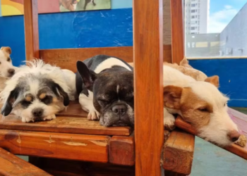 Governo sanciona lei que institui guarda compartilhada de pets em caso de divórcio; veja regras