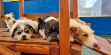 Governo sanciona lei que institui guarda compartilhada de pets em caso de divórcio; veja regras