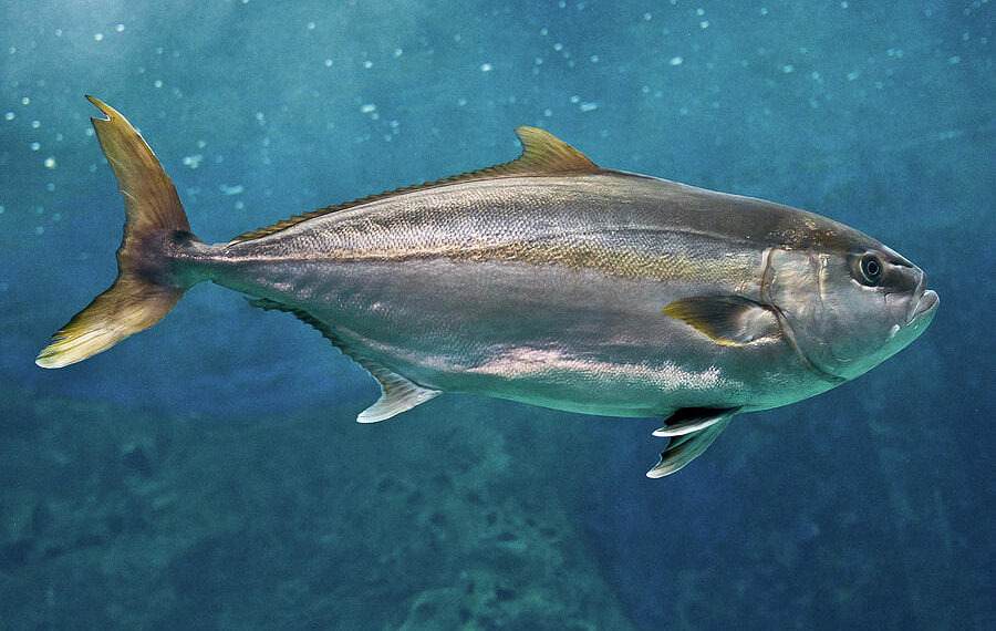 RN registra mais de 100 casos de ciguatera e Sesap orienta como identificar intoxicação