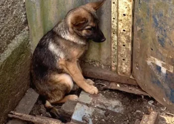 Lei obriga responsáveis por maus-tratos a pagar custos de tratamento de animais em Natal