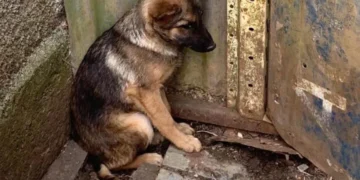 Lei obriga responsáveis por maus-tratos a pagar custos de tratamento de animais em Natal