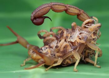 Casos de escorpiões crescem no RN e escancaram desordem urbana