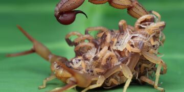 Casos de escorpiões crescem no RN e escancaram desordem urbana