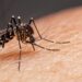 Dengue: vacina do Butantan pode frear transmissão no Brasil