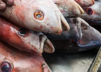 Moradores de Angicos passam mal após consumir peixe distribuído pela prefeitura
