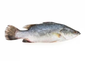 Alerta ciguatera: cinco pessoas da mesma família passam mal após comer peixe em Natal