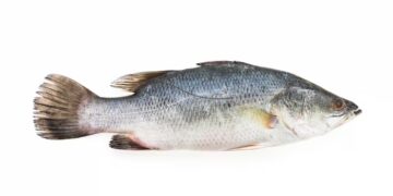 Alerta ciguatera: cinco pessoas da mesma família passam mal após comer peixe em Natal