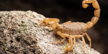 Natal registra 89% dos acidentes com animais peçonhentos ligados a escorpiões