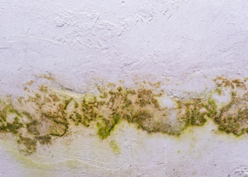 Mofo e umidade: como prevenir problemas comuns no outono dentro de casa