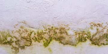 Mofo e umidade: como prevenir problemas comuns no outono dentro de casa
