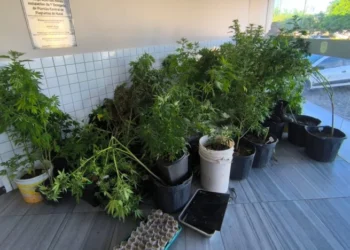 [VÍDEO] Polícia apreende 80 pés de maconha em laboratório e leva suspeito à delegacia em Natal
