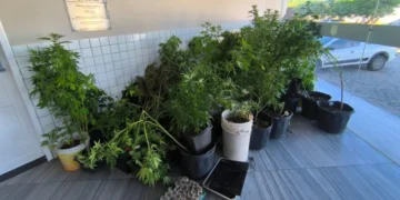 [VÍDEO] Polícia apreende 80 pés de maconha em laboratório e leva suspeito à delegacia em Natal