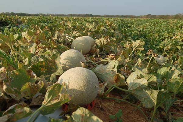Inscrições abertas para o Fórum de Negócios da Fruticultura em Mossoró