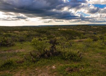 MapBiomas reforça agenda de regeneração da Caatinga; Aura avança com recuperação ambiental no RN