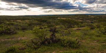 MapBiomas reforça agenda de regeneração da Caatinga; Aura avança com recuperação ambiental no RN
