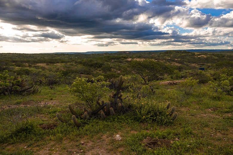 MapBiomas reforça agenda de regeneração da Caatinga; Aura avança com recuperação ambiental no RN