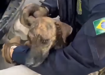PRF resgata cachorro preso em para-choque de carro na BR-101 na Grande Natal