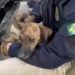 PRF resgata cachorro preso em para-choque de carro na BR-101 na Grande Natal