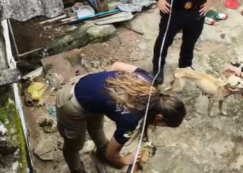 Mulher de 18 anos é presa suspeita de maus-tratos contra cachorros em Natal