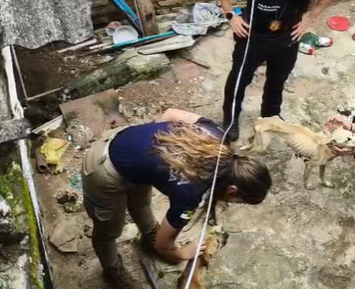 Mulher de 18 anos é presa suspeita de maus-tratos contra cachorros em Natal