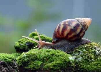 Alerta: caramujo africano invade quintais após chuvas e acende alerta em Natal
