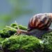 Alerta: caramujo africano invade quintais após chuvas e acende alerta em Natal