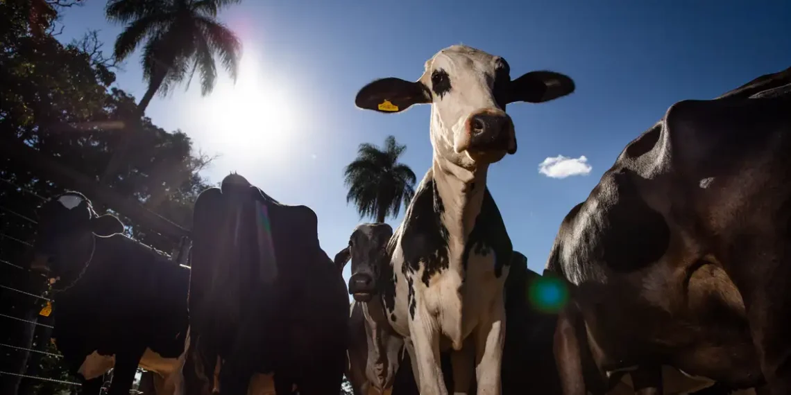 União Europeia oficializa veto à carne brasileira a partir de setembro