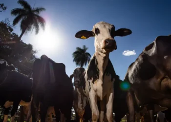 União Europeia oficializa veto à carne brasileira a partir de setembro