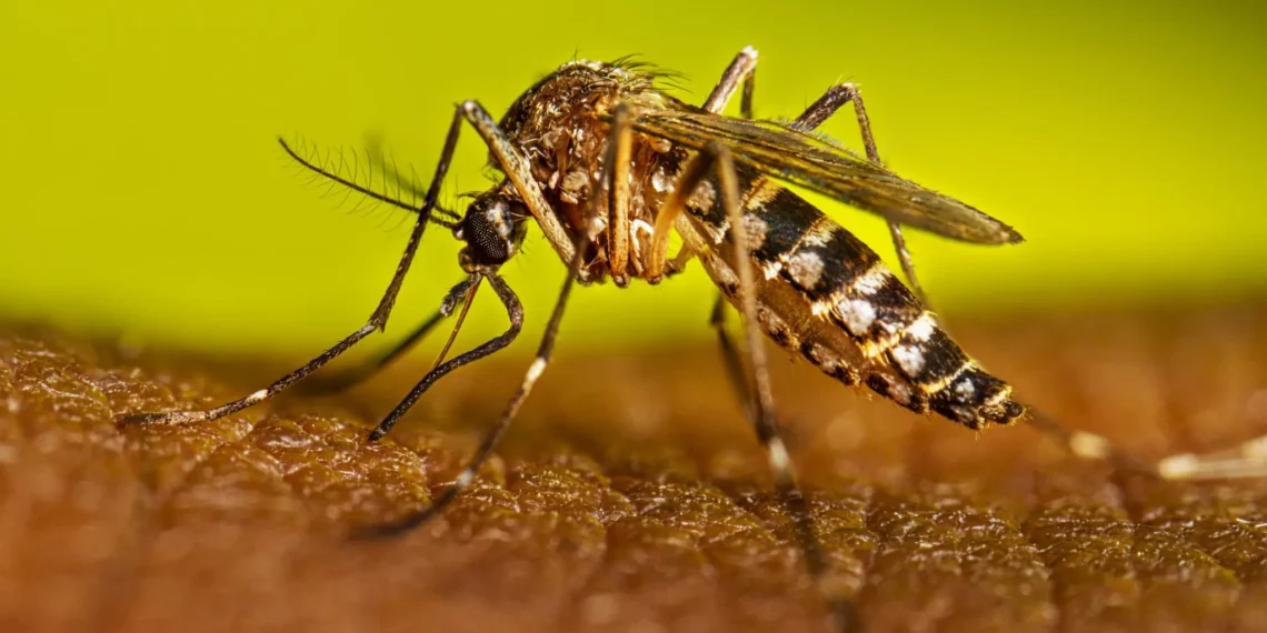 Anvisa cria monitoramento permanente para acompanhar segurança da vacina brasileira contra dengue