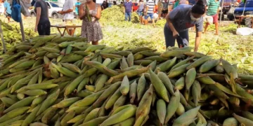 Impasse na Feira do Milho causa prejuízos a agricultores familiares do RN