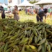 Impasse na Feira do Milho causa prejuízos a agricultores familiares do RN