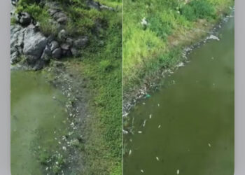 Peixes aparecem mortos em açude em Currais Novos; Igarn investiga
