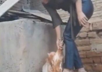 Mulher é presa no RN suspeita de torturar e matar animais para vender vídeos de crueldade na internet